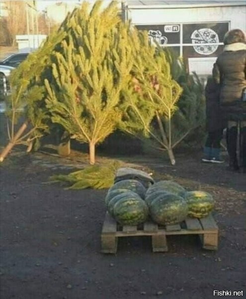 Думал тоже на Новый год арбуз съесть, но пришлось его на той неделе зарезать... (((((