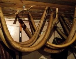 Когда это делали дуги из сосны? Не пойдет это дерево, расщепится. Делают из лиственных пород.А гнут их так: