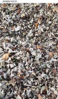 + за попытку,
но не похож  абсолютно   ыыы 
... и да 
Найдите лучше Кота Матроскина на второй картинке - в листиках осенних :)
Кто найдет (без googl подсказок)
- удачи в хороших делах!
- исполнения позитивных желаний!
- семейного счастья, даже одиноким!