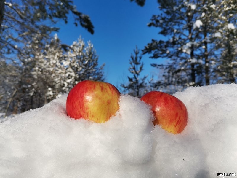 вот яблоки на снегу... лично проверил!