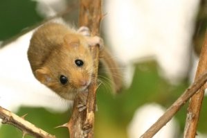 Орешниковая соня