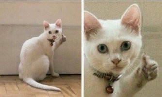 Мужчина переделал комнату в доме для бездомных котеек