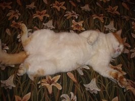 Пришёл осенью больной, раненый, теперь живёт как король , чистый, здоровый и ухоженный.Мой новый рыжий друг оказался очень ласковым и преданным.