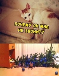 История противостояния котов и ёлок в мемах