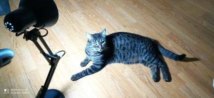 Брошенный на дачах кот бежал за машиной девушки, которая накормила его хлебом