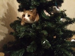 А чё я? Все коты так делают...