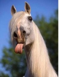 Мастера подкатов 