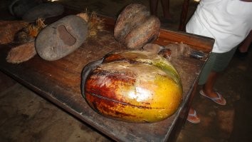 Коко-де-мер - самый необычный кокос