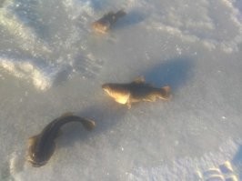 Не вижу проблемы.