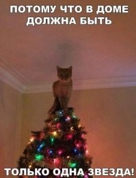 История противостояния котов и ёлок в мемах