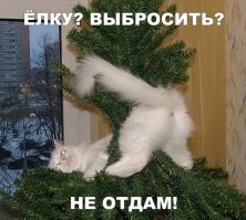 История противостояния котов и ёлок в мемах