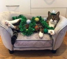 История противостояния котов и ёлок в мемах