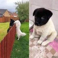 Свой среди чужих