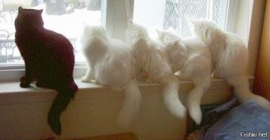 Свой среди чужих