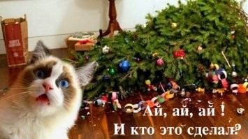 История противостояния котов и ёлок в мемах
