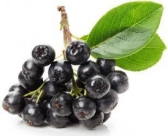 Советую настаивать на черноплодной рябине (один раз попробовал и больше ничего не признаю) и вкус, и запах, и цвет! Мути никакой не даёт.