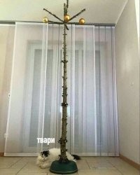 История противостояния котов и ёлок в мемах