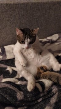 Вот мои дачники =) Один майский, второй июньский.