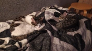 Вот мои дачники =) Один майский, второй июньский.