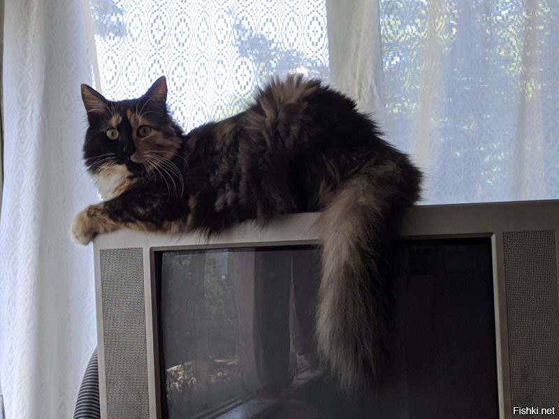 От месяца до полутора лет.