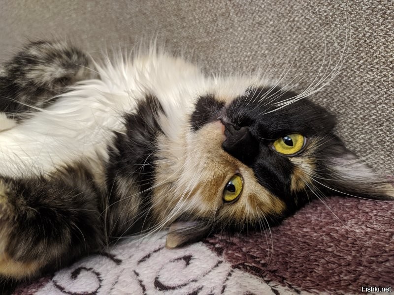 От месяца до полутора лет.