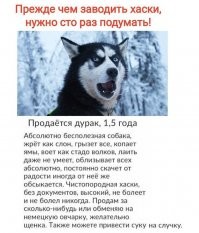 "Хозяйка, я сделал": хаски уничтожил диван и доволен собой