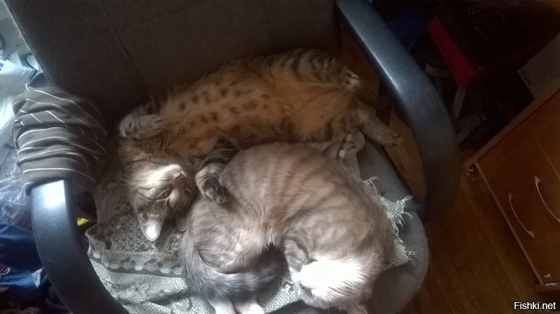 Что за прелесть: спящие котейки, которыми можно умиляться часами