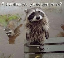 Что может пойти не так, если ты енот?
