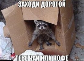 Что может пойти не так, если ты енот?