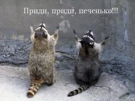 Что может пойти не так, если ты енот?