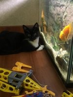 Его величество кот: 30 пушистых котеек, которые своруют ваше сердце