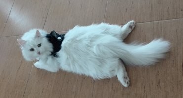 Моя пушистость