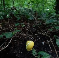 Наткнулась на такую улитку в лесу. Изрядно обалдела, пока не рассмотрела поближе и не поняла, что это краска