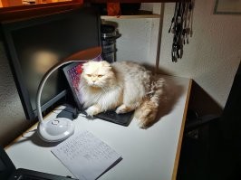 Нечёсанный офисный балбес