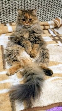 Кошка моего Отца