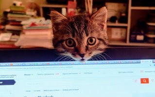 15 домашних липучек, из цепких лапок которых никуда не деться