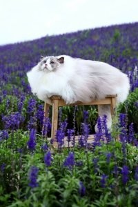 Его величество кот: 30 пушистых котеек, которые своруют ваше сердце