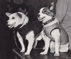 Белка и Стрелка одобряют