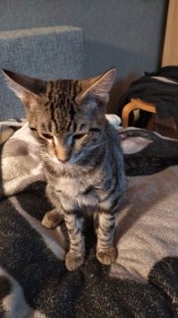 Мои два утырка =) 7 и 6 месяцев. С дачи привёз в этом году. Мелкий по ходу недоношенный и слегка косенький, но всё равно классный ))))