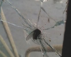 ...для челябинских мух