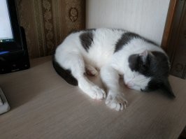 Что за прелесть: спящие котейки, которыми можно умиляться часами