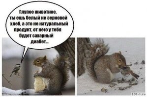 Белка убила крысу, посмевшую вторгнуться на её территорию