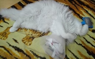 моя пушистость