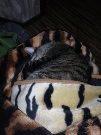 Что за прелесть: спящие котейки, которыми можно умиляться часами