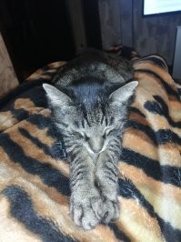 Что за прелесть: спящие котейки, которыми можно умиляться часами