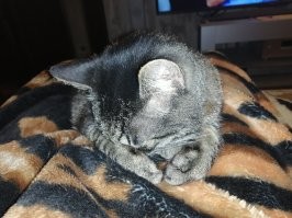 Что за прелесть: спящие котейки, которыми можно умиляться часами