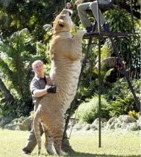 Лигр Геркулес