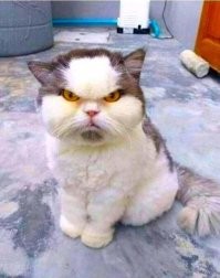 Пока другие котики спят, это вселенское зло пробудилось !  )))