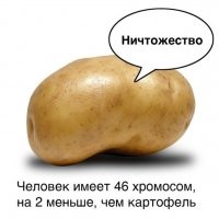 Сколько хромосом у нормального здорового человека