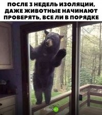Кто и зачем напихал печенек медведю в уши ?!